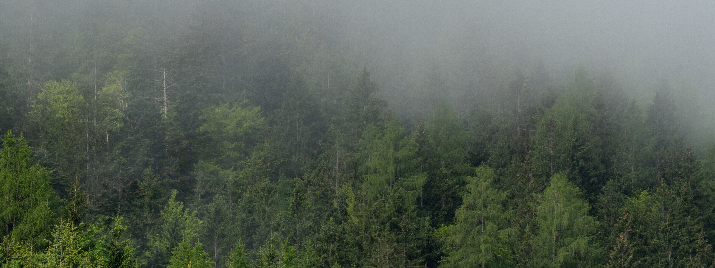 Eine Aufnahme eines nebelverhangenen Waldes in den Alpen. Die grünen Nadelbäume sind in dichten Nebel gehüllt, was eine ruhige und natürliche Umgebung darstellt.
